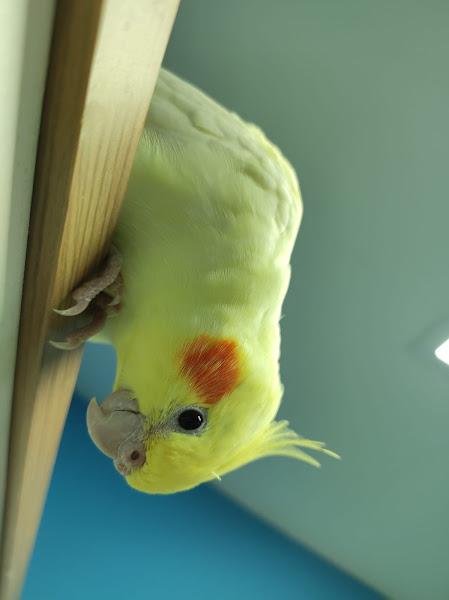 Foto 2 de Sauvage Vet