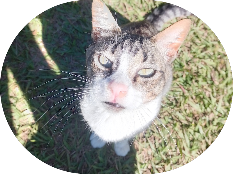 Foto 7 de SILVEIRA ODONTOLOGIA - Dr. Luiz Gustavo da Silveira