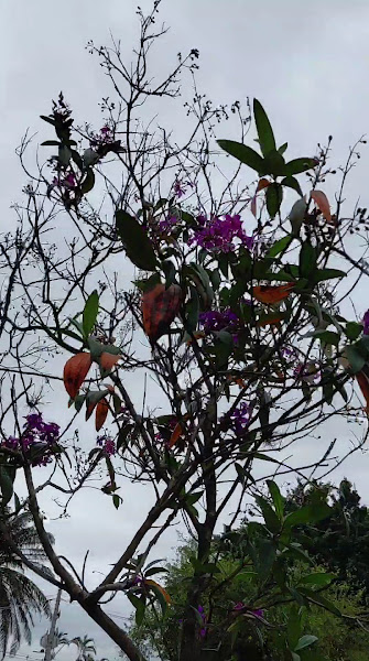 Foto 2 de Sistema Integrado de Medicina