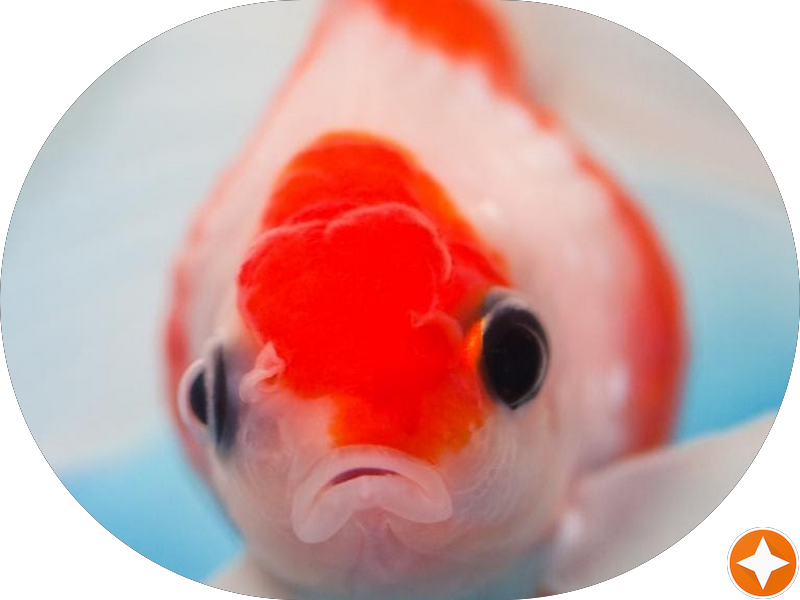 Foto 7 de Só Risos Odontologia