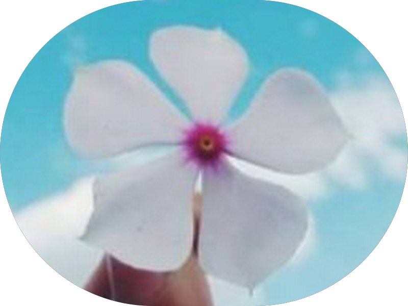 Foto 6 de Sorrifácil