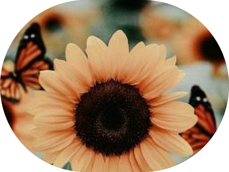 Foto 6 de Sorriso do Povo de Perus