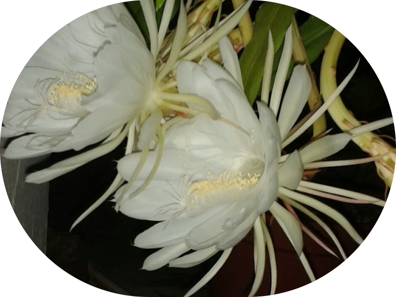 Foto 6 de Sorrisos da Posse - Clínica Odontológica