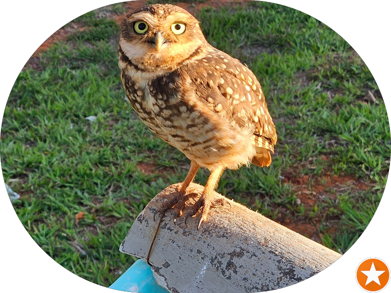 Foto 5 de SouSmile Brasília