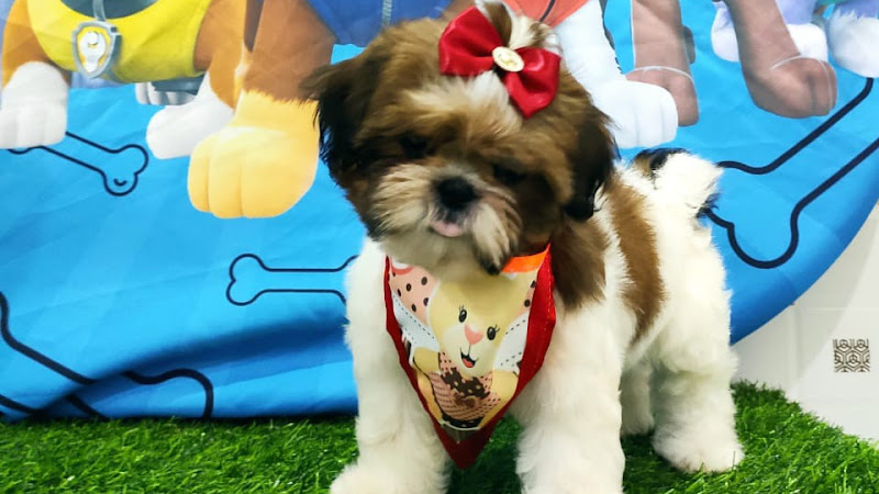 Foto 2 de Spa Pets Banho e Tosa