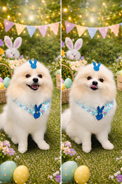 Foto 3 de Spa Pets Banho e Tosa