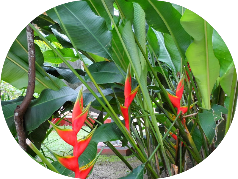 Foto 2 de SpaImplante / Parque Shopping