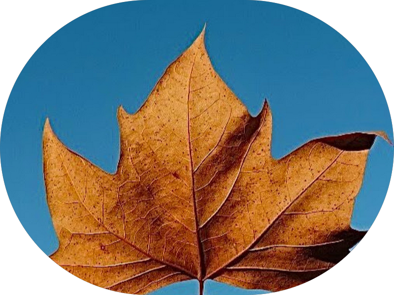 Foto 5 de Sprenger Odontologia