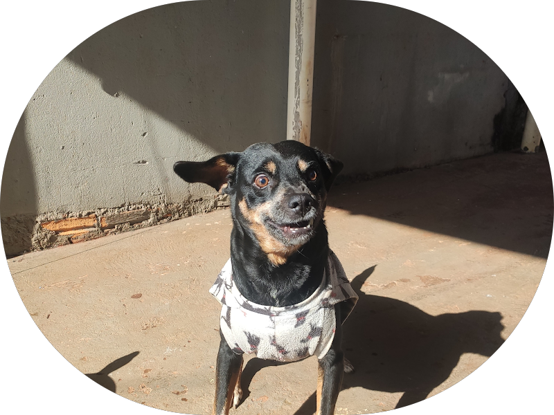 Foto 5 de STAR CLIN SORRISOS