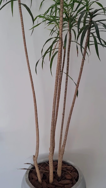 Foto 3 de Suzuki Odontologia | Dentista I Clínica Odontológica