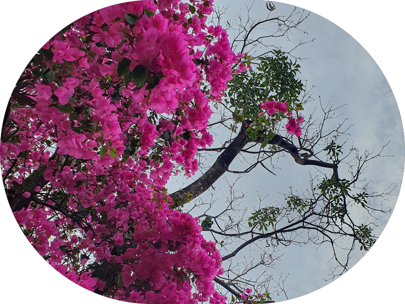 Foto 3 de TANNER Odontologia