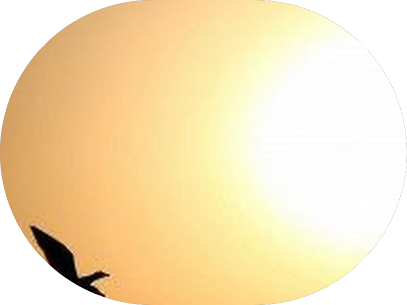 Foto 3 de TOTALIS Odonto