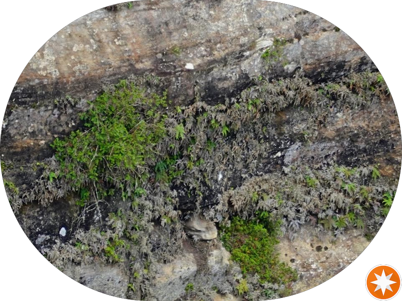 Foto 2 de Unicodonto Dentista Butantã