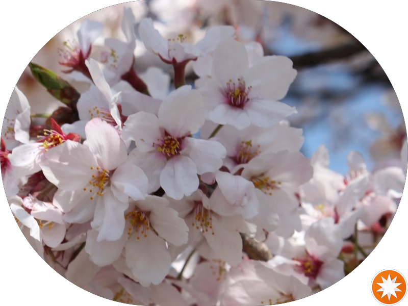 Foto 5 de UPA Vergueiro