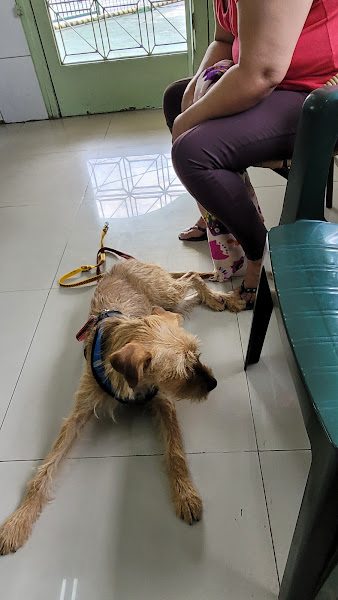 Foto 2 de Vida Animal