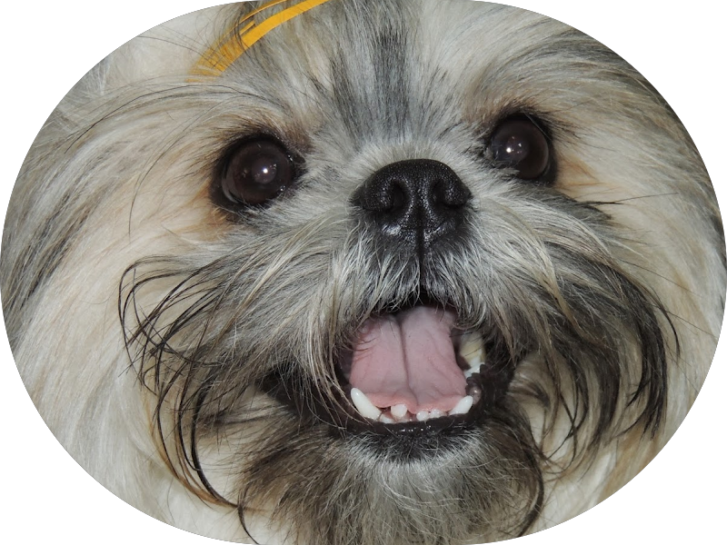 Foto 5 de Villela Dentista 24 Horas