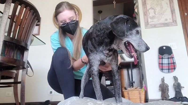 Foto 3 de Vitalis Centro de Reabilitação Animal