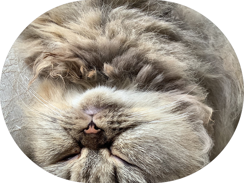 Foto 2 de WAVE Odontologia