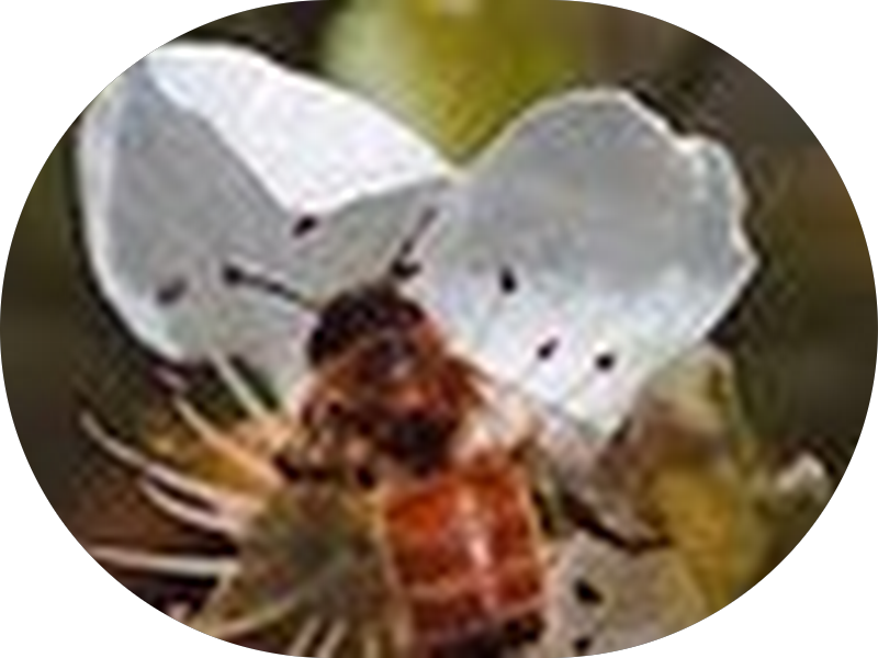 Foto 5 de Woy Odontologia Nova Rússia