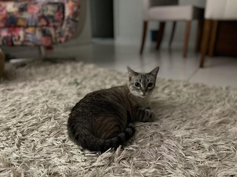 Foto 4 de Zoodonto Odontologia Veterinária