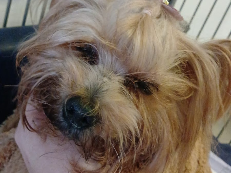 Foto 3 de Zoomania Olho D’Água 24h